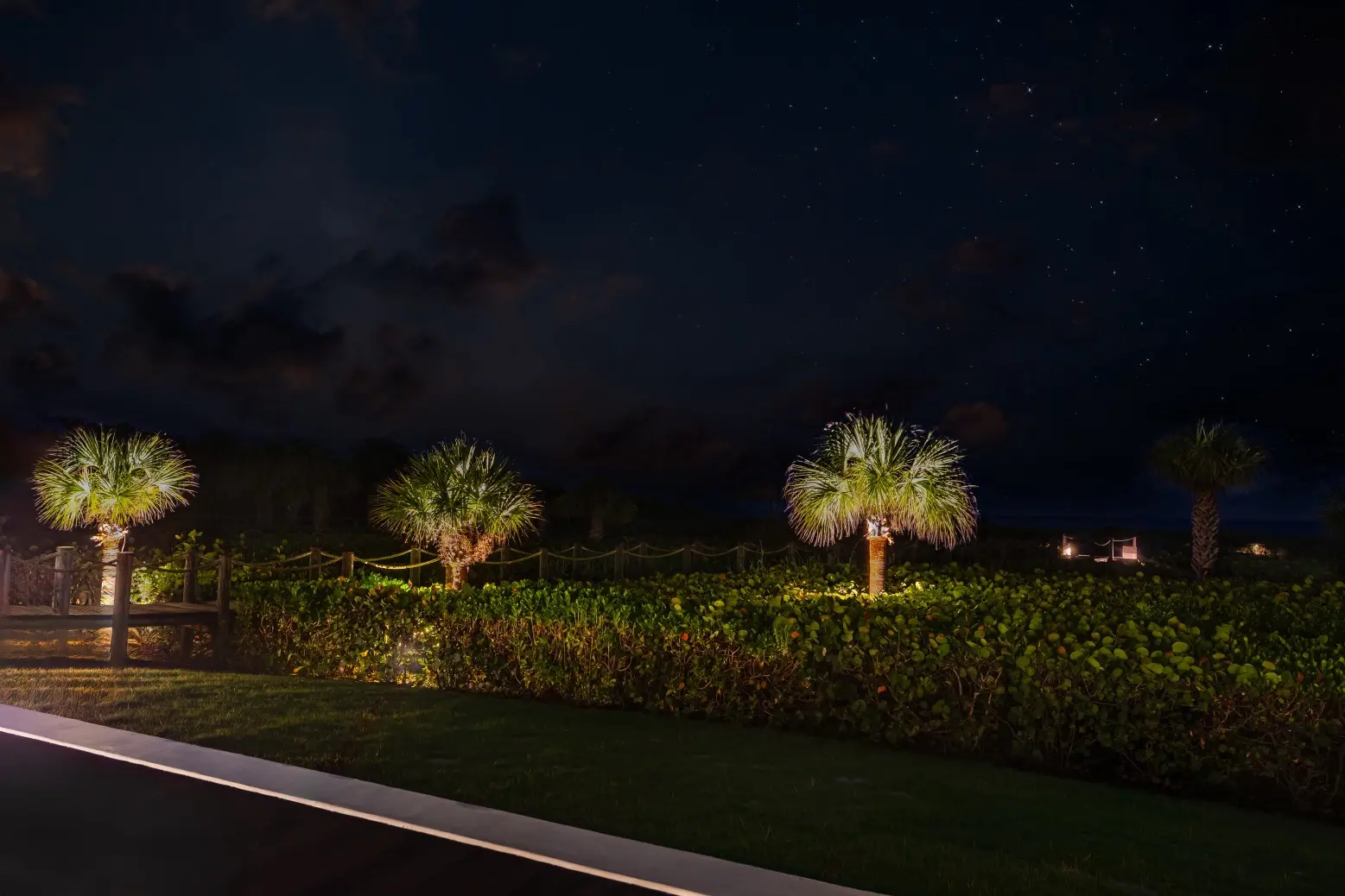 Southern_Nights_Palm-Tree-Lighting